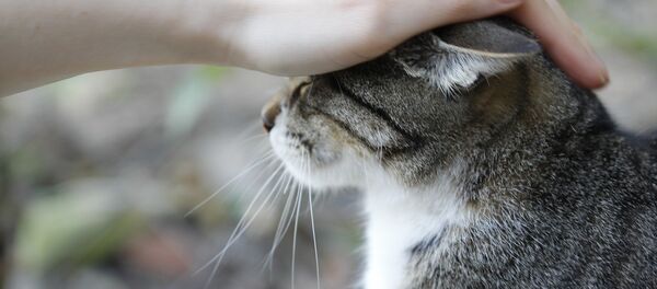 Человек гладит кота, архивное фото - Sputnik Беларусь