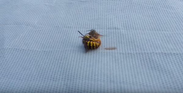 Не на жизнь, а на смерть: бой осы и пчелы напугал пользователей сети - Sputnik Беларусь