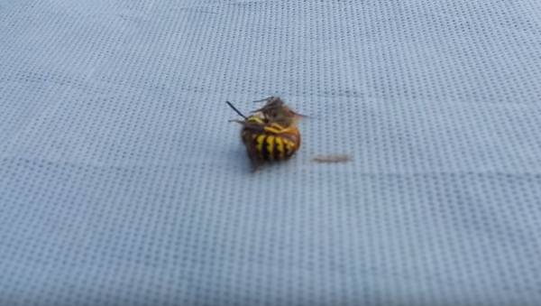 Не на жизнь, а на смерть: бой осы и пчелы напугал пользователей сети - Sputnik Беларусь