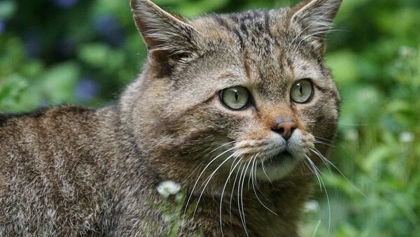 Дикий лесной кот (Felis silvestris) - Sputnik Беларусь