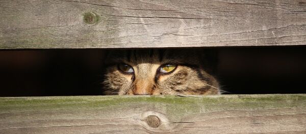 Кот спрятался - Sputnik Беларусь