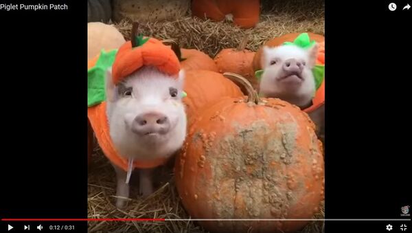 Видеофакт: свиней и собаку замаскировали под тыквы в США - Sputnik Беларусь