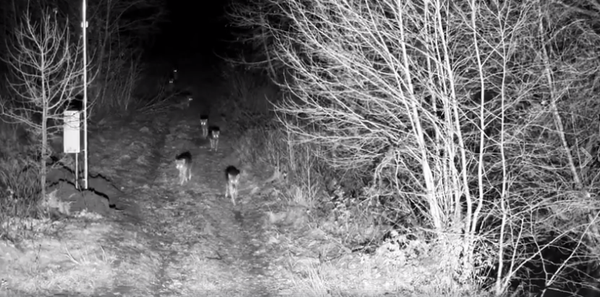 Волки патрулируют границу Литвы и Беларуси - Sputnik Беларусь