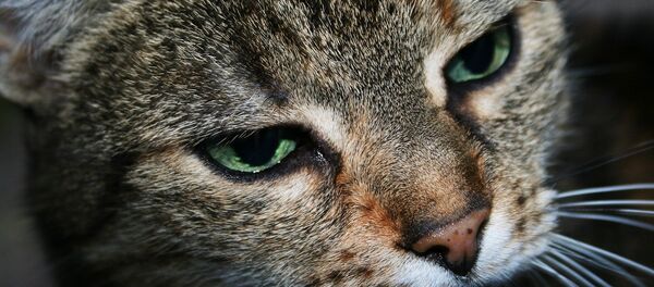 Кот - Sputnik Беларусь