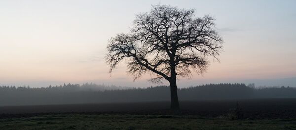 Одинокое дерево на поле Одинокое дерево на поле - Sputnik Беларусь