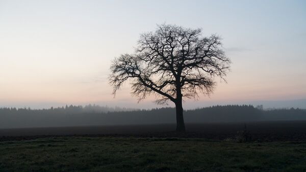 Одинокое дерево на поле - Sputnik Беларусь