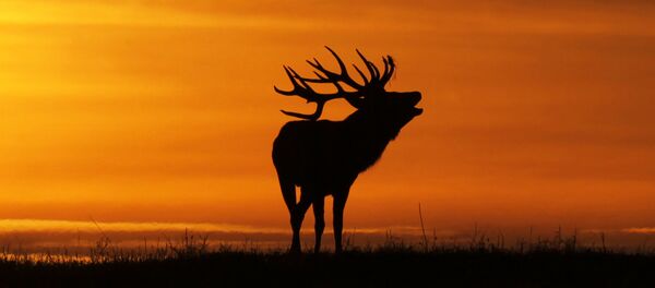 Благородный олень - Sputnik Беларусь