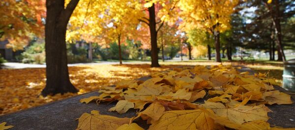 Апалае лісце ўвосень - Sputnik Беларусь