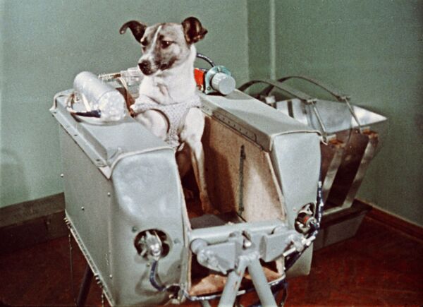 Последним этапом Лайку приучали к жизни в специальном контейнере жизнеобеспечения. Там собака находилась в комбинезоне, который позволял ей сидеть и лежать, а также немного двигаться взад и вперед. &quot;Кастинг&quot; и подготовка животного прошли всего за 12 дней до запуска. Так, 3 ноября 1957 года второй искусственный спутник Земли с собакой на борту был выведен на орбиту. - Sputnik Беларусь