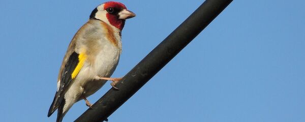 Чорнагаловы шчыгол - Sputnik Беларусь