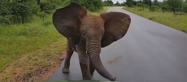 Отважный слоненок - Sputnik Беларусь