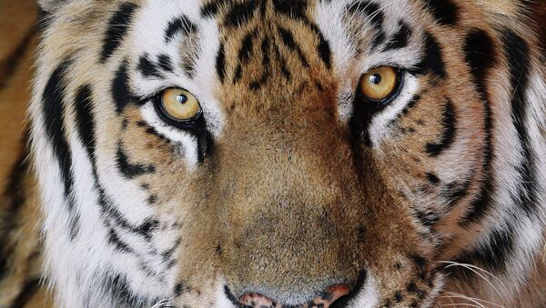 Амурский тигр, архивное фото - Sputnik Беларусь