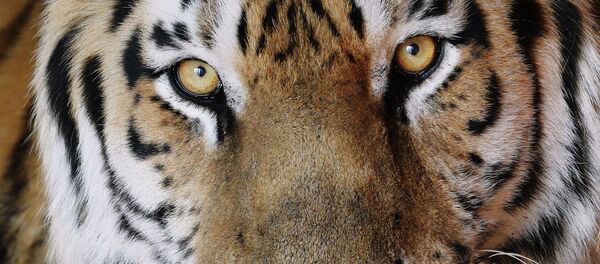 Амурский тигр Амурский тигр - Sputnik Беларусь