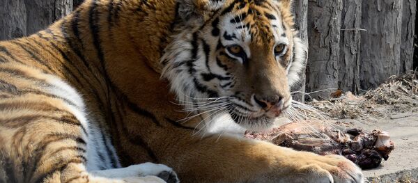 Амурский тигр, архивное фото - Sputnik Беларусь