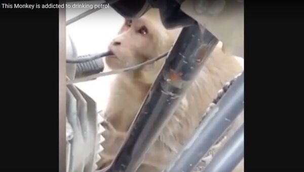 Видеофакт: обезьяну, питающуюся бензином, обнаружили жители Индии - Sputnik Беларусь