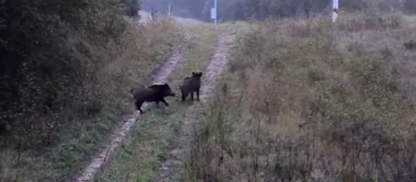 Відэафакт: дзікі пераходзяць у Беларусь праз літоўскую мяжу Відэафакт: дзікі пераходзяць у Беларусь праз літоўскую мяжу - Sputnik Беларусь