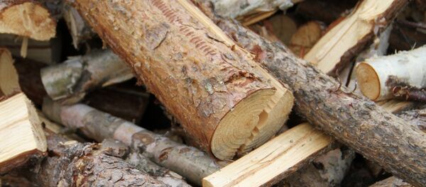 Палки и дрова - Sputnik Беларусь