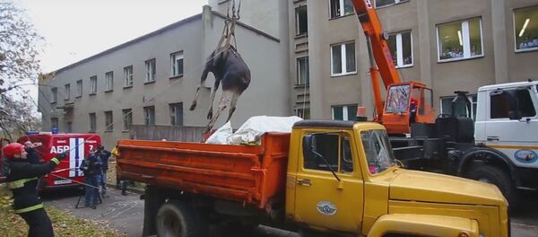 Спасение лося - Sputnik Беларусь