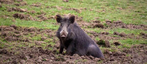 Дикий кабан - Sputnik Беларусь