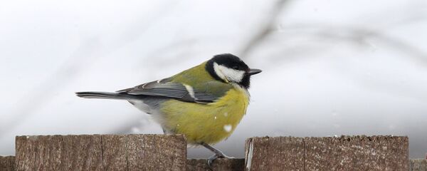 Большая синица (Parus major) - Sputnik Беларусь