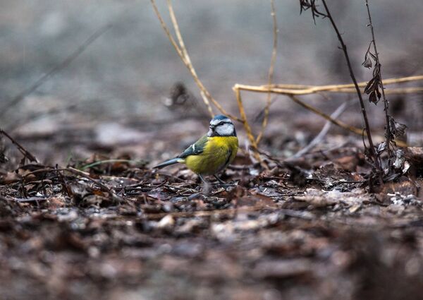Синица - Sputnik Беларусь