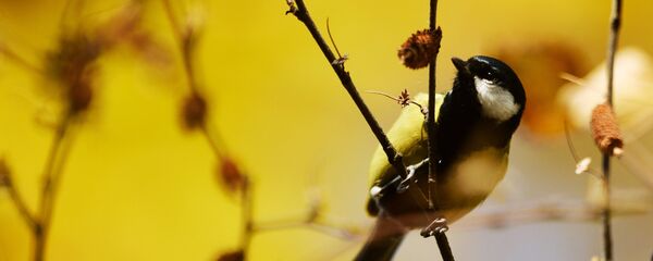 Восень Восень - Sputnik Беларусь