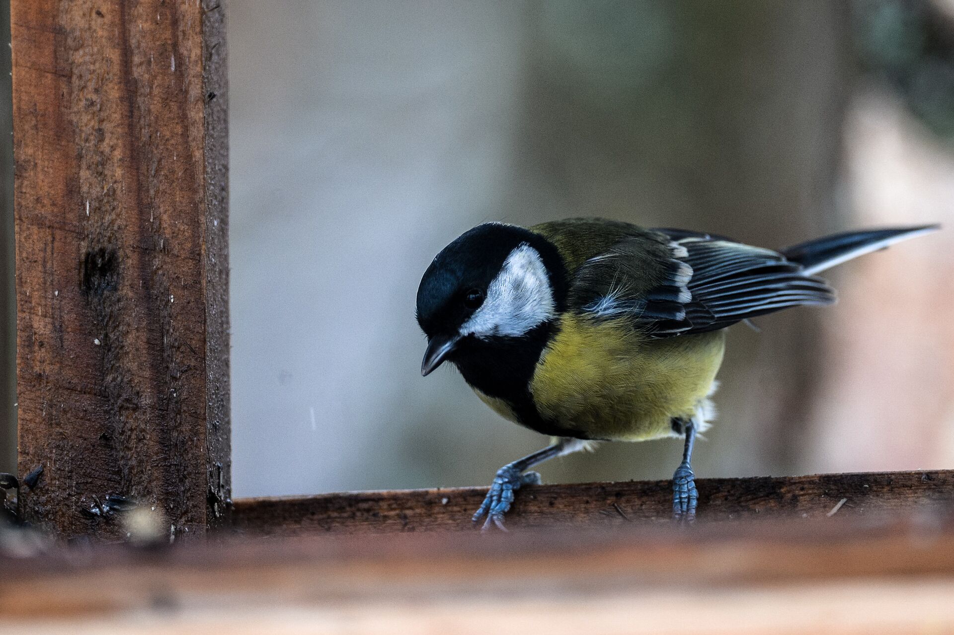 Синица у кормушки - Sputnik Беларусь, 1920, 20.11.2025