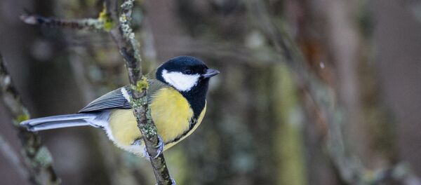 Синица - Sputnik Беларусь