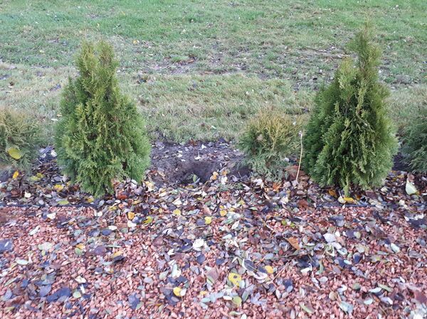 В ряде туй, которые обрамляют памятник Симону Боливару, недавно открытого в сквере его же имени в центре белорусской столицы, появились проплешины  - Sputnik Беларусь