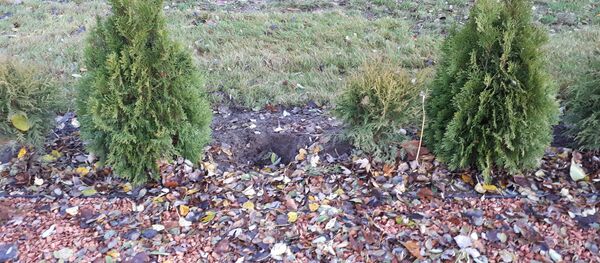 В ряде туй, которые обрамляют памятник Симону Боливару, недавно открытого в сквере его же имени в центре белорусской столицы, появились проплешины В ряде туй, которые обрамляют памятник Симону Боливару, недавно открытого в сквере его же имени в центре белорусской столицы, появились проплешины - Sputnik Беларусь