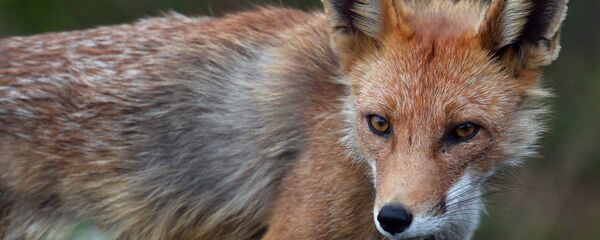 Лиса, архивное фото - Sputnik Беларусь