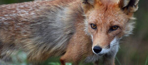 Лиса, архивное фото - Sputnik Беларусь