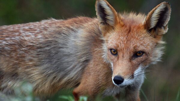 Неласковый зверь: на Брестчине зафиксирован всплеск бешенства среди животных