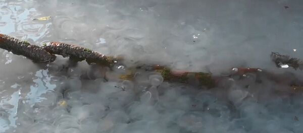 Нашествие медуз в Крыму - Sputnik Беларусь