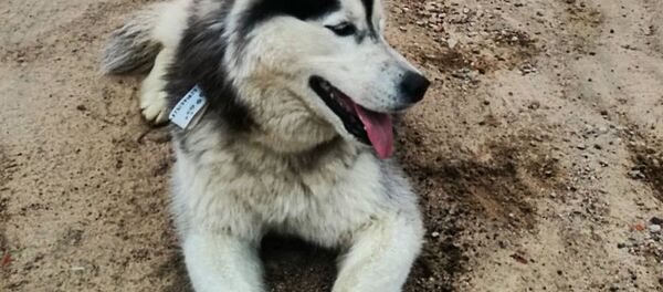 Пропавшая собака - Sputnik Беларусь