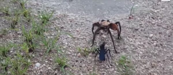 Очевидцы сняли, как оса за три минуты уложила тарантула на лопатки - Sputnik Беларусь