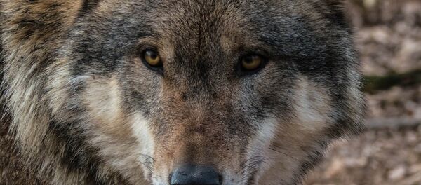 Волк - Sputnik Беларусь