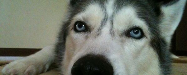 Собака хаски - Sputnik Беларусь