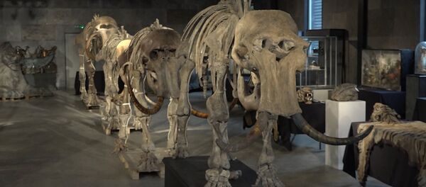 Скелеты семьи мамонтов, найденные в Сибири, уйдут с молотка - Sputnik Беларусь