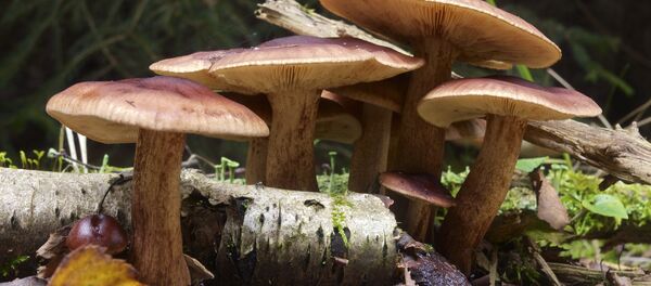 Рядовки - Sputnik Беларусь