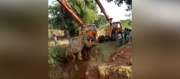 В Индии спасли упавшую в пустой колодец слониху - Sputnik Беларусь