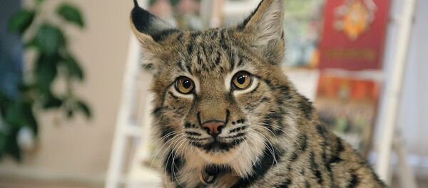 Рысь Феникс - символ войсковой части 3214 - Sputnik Беларусь