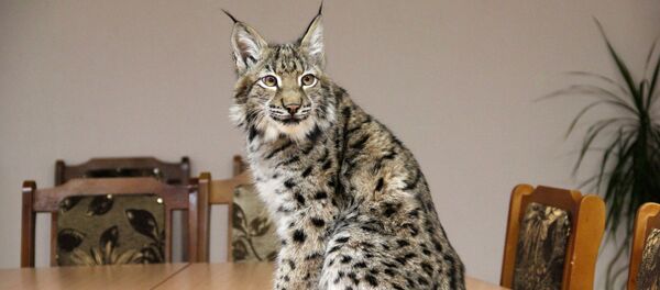 Рысь Феникс - символ войсковой части 3214 - Sputnik Беларусь