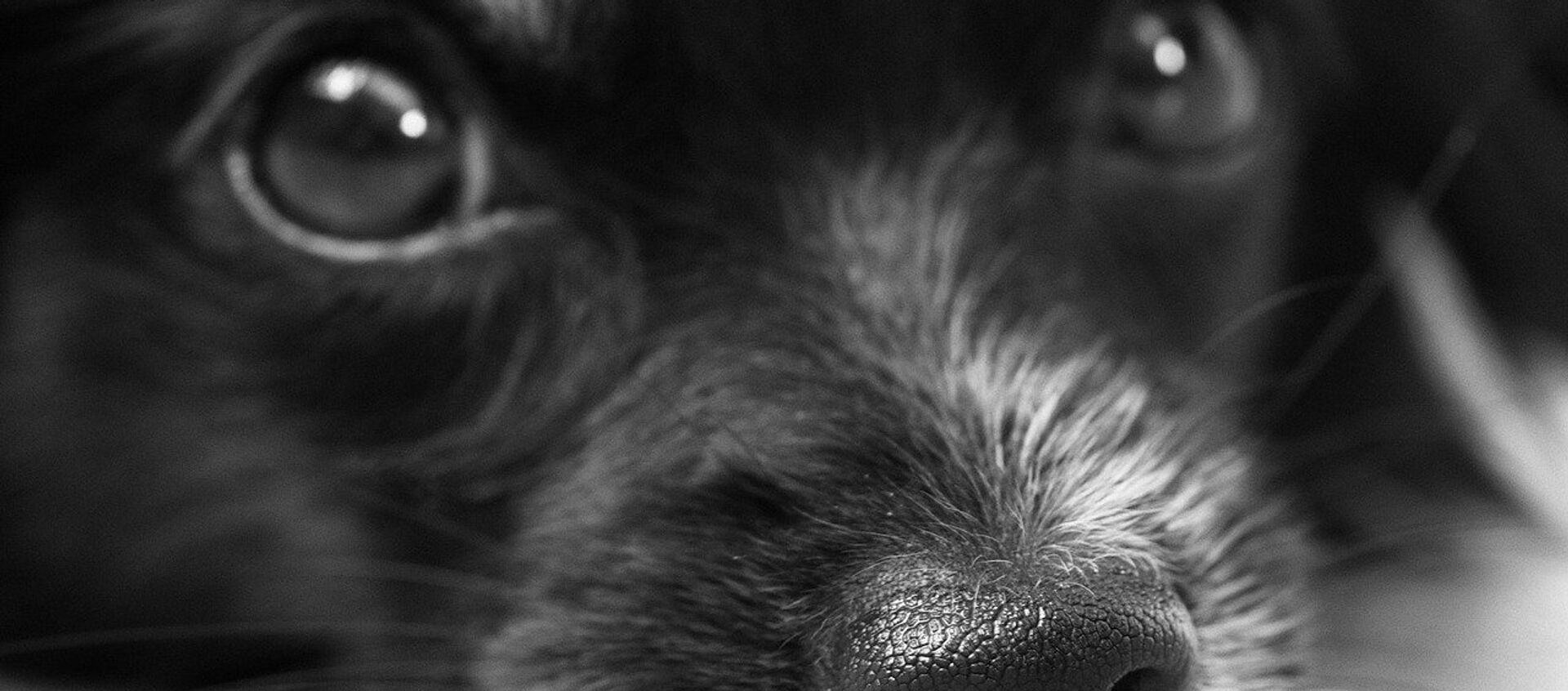Собака, архивное фото - Sputnik Беларусь, 1920, 02.03.2021