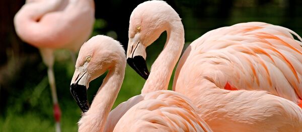 Фламинго - Sputnik Беларусь