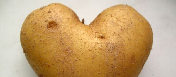 Яндэкс распавёў пра любоў беларусаў да бульбы - Sputnik Беларусь