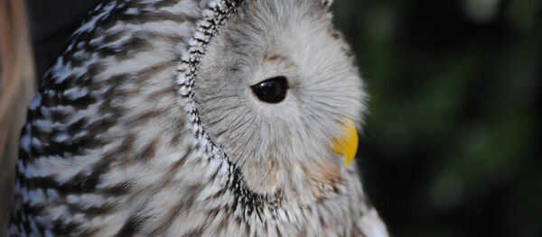 Доўгахвостая няясыць - Sputnik Беларусь