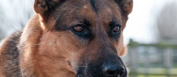 Овчарка - Sputnik Беларусь