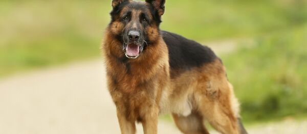 Немецкая овчарка - Sputnik Беларусь