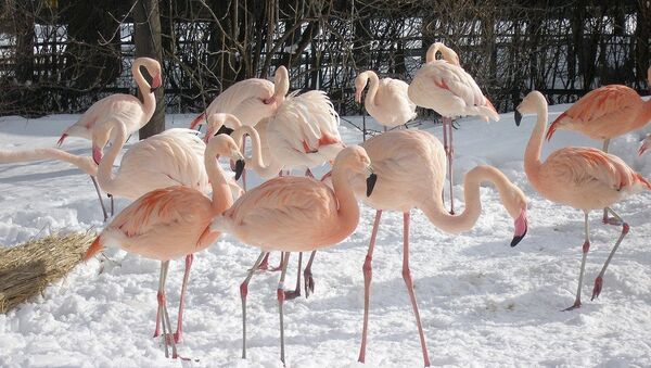 Фламинго в зоопарке, архивное фото - Sputnik Беларусь